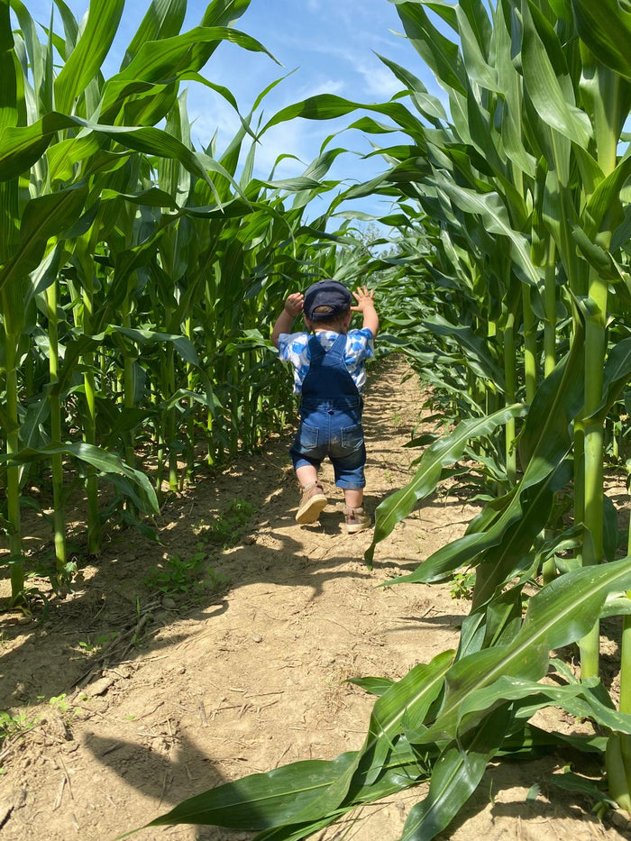 Le Labyrinthe de Maïs est de retour : 70 ares d'aventure en famille pour sa 4ème édition !